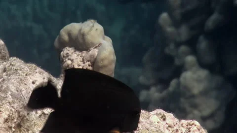 Striking congregation fish with bright colors beneath Red Sea, swim near coral. Stock Footage 235887731