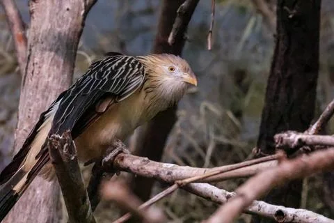 A striking cuckoo bird with patterned feathers perches on a tree branch Stock Photos