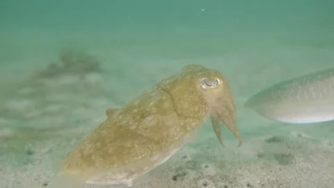 Striking cuttlefish changing color Stock Footage 229366747
