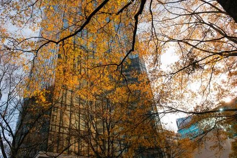 Striking fall foliage frames glass office tower in uptown Charlotte Stock Photos