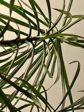 Striking green leaves create dynamic texture indoors Foto stock