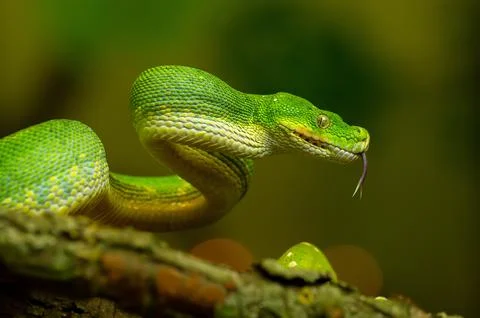 Striking Green Tree Python Coiled on Branch with with your tongue hanging out Photos