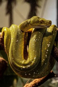 Striking green Tree Python curled around its tail on a tree branch Foto stock