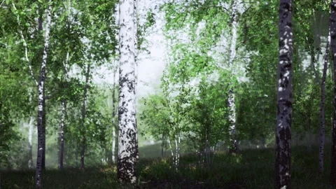 Striking illuminated birch forest with sharp trunk features and luminous scenery Stock Footage 342437024