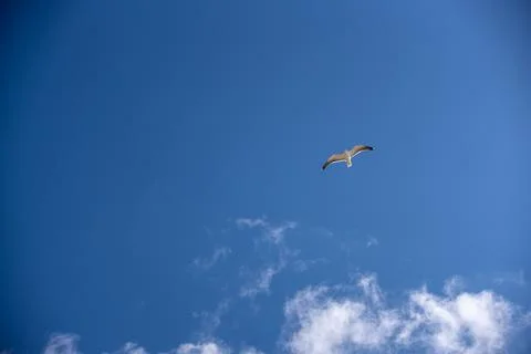 A striking image of a majestic seagull in graceful flight, soaring effortless Stock Photos