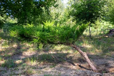 A striking juniper tree grows gracefully in a tranquil forest setting, illu.. Stock Photos