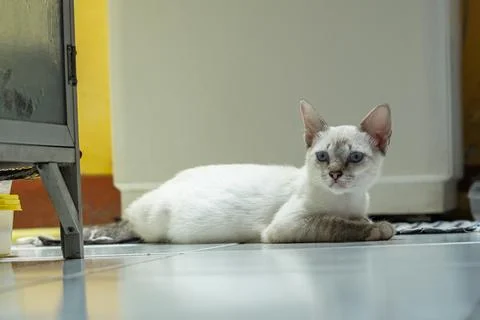 A striking light-colored kitten is lying on a tiled floor Stock Photos