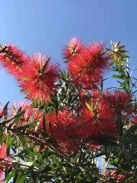 A striking low-angle shot of a bottle brush plant in full bloom. The vibrant Stock Photos