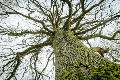 A striking low-angle view of a large tree, its moss-covered trunk extending Stock Photos