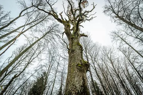 A striking low-angle view of a large tree, its moss-covered trunk extending Stock Photos