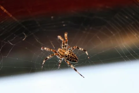 A striking macro image of a spider sitting in its intricately woven web in .. Stock Photos