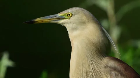 Striking Macro Nature Visual: Predatory Heron Consuming a Fish Stock Footage 342936310
