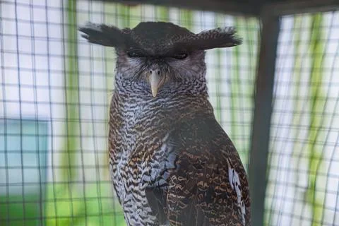 A striking owl with unique feather patterns and a curious expression. Stock Photos