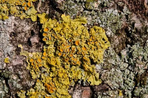 A striking patch of lichen clings to the rough surface of the tree, showcasing Stock Photos