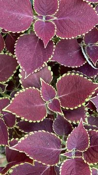 Striking pattern of dark red coleus leaves bordered by bright green. Lush bot Stock Photos