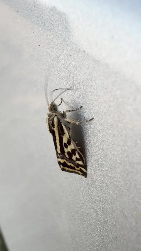 Striking patterns on moth wings, Delicate antennae of a moth in focus, Textured Video stock 305790295