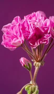 Striking pink geranium group emphasizing delicate petals and textured surface Stock Photos