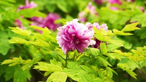 A striking pink tree peony with ruffled petals Stock Footage 332600164