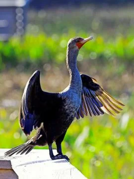 Striking A Pose Double Crested Comorant Stock Photos