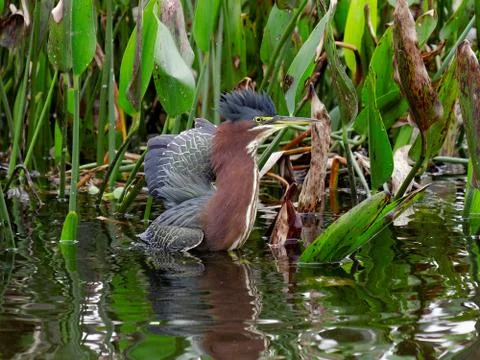 Striking a Pose Foto stock