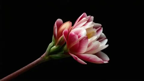 Striking Red and White Flower Unfurling Time-lapse Close-up Video stock 312816652