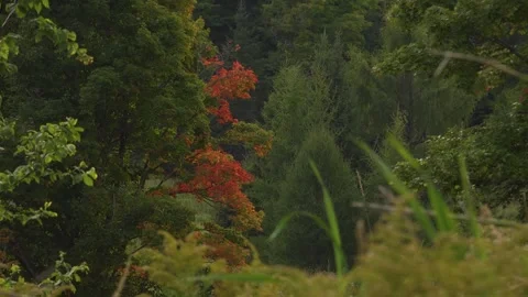 A striking red autumn tree surrounded by green foliage at the start of fall Stock Footage 323868563