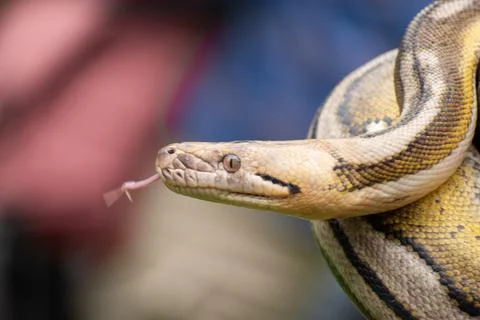 Striking reticulated python morph Stock Photos