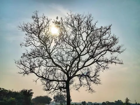 A striking silhouette of a large leafless tree with sunlight filtering 스톡 사진