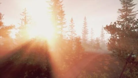 Striking sunburst breaking through pine tree 스톡 일러스트