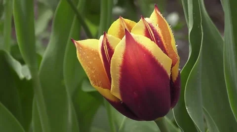 Striking Tulip Flower close Up in spring Garden Gold and Purple Flower Stock-Footage 50307324