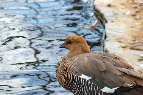 Striking Upland goose with patterned feathers and earthy tones gazes over c.. Foto stock