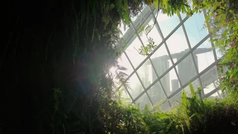 A striking view inside the Cloud Forest 库存影片 336877871