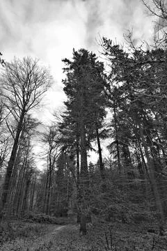 Striking View Of Soaring Pine Trees With Detailed Bark And Expansive Branches Stock Photos