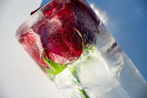 This striking visual features a vibrant red rose encased in clear ice, symbol Stock Photos