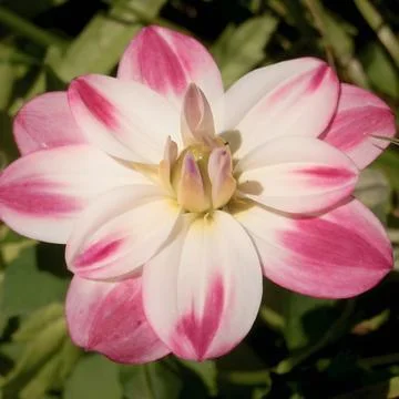 Striking white and pink gradient dahlia blossom blooming outdoors in natural sun Stock Photos