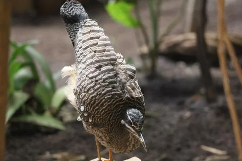 Strikingly patterned bird with intricate feather details and sharp beak Stock Photos