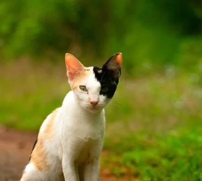 Strikingly Patterned Cat in Greenery Stock Photos