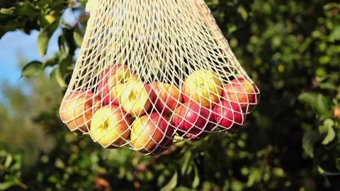 A string bag with apples in the garden. Swinging in the hand during the autumn Stock Footage 282803842