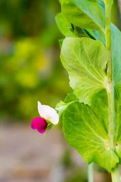 String bean flowers Stock Photos