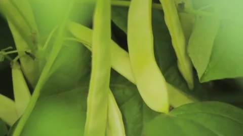 String bean, green pods, snap bean Stock Footage 41452063