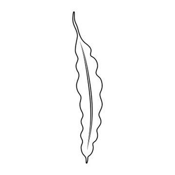 String bean outline isolated on white background Stock Illustration
