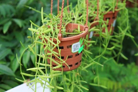 String bean plant grows in a brown hanging plastic basket beautifully Stock Photos