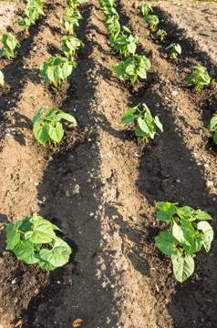 String bean plants Stock Photos