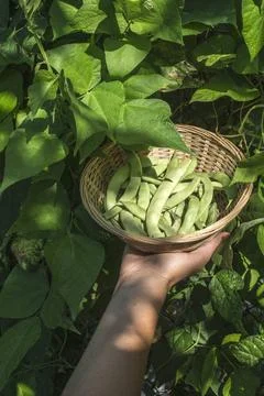 String bean String bean in a bowl. Green garden. Bulgaria ,model released,... Stock Photos