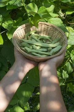 String bean String bean in a bowl. Green garden. Bulgaria ,model released,... Stock Photos