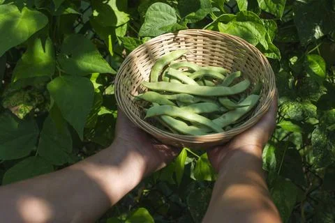 String bean String bean in a bowl. Green garden. Bulgaria ,model released,... Stock Photos