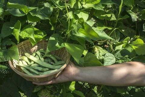 String bean String bean in a bowl. Green garden. Bulgaria ,model released,... Stock Photos