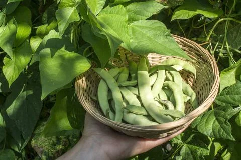 String bean String bean in a bowl. Green garden. Bulgaria ,model released,... Stock Photos