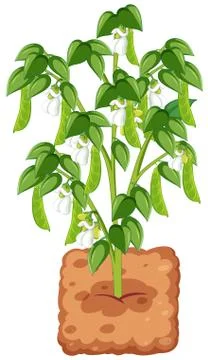 String bean tree cartoon style isolated on white background Stock Illustration