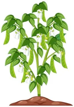 String bean tree cartoon style isolated on white background 스톡 일러스트